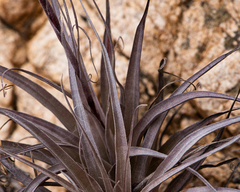Tillandsia geissei