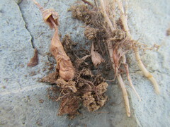 Oxalis stokoei
