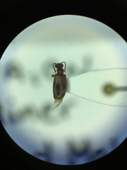 Anthicidae