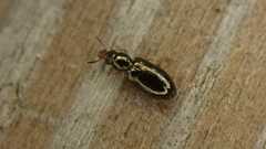 Salpingus planirostris