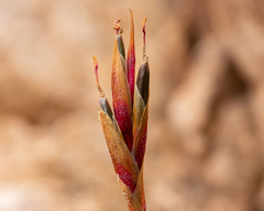 Tillandsia geissei