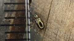 Salpingus planirostris