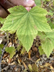 Ribes americanum