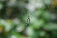 Leucauge argyra