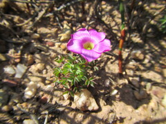 Oxalis heterophylla