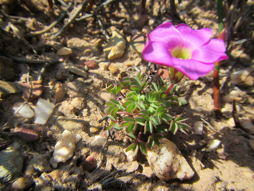 Image of Oxalis heterophylla by (c) douglaseustonbrown, some rights reserved (CC BY-SA)