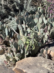 Opuntia dulcis