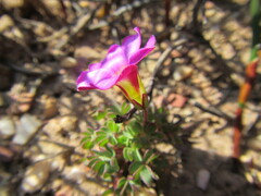 Oxalis heterophylla