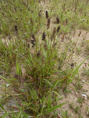 Echinochloa crus-galli