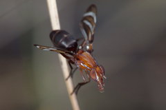Tritoxa incurva