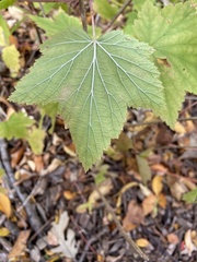 Ribes americanum