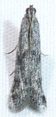 Phycitodes reliquellum