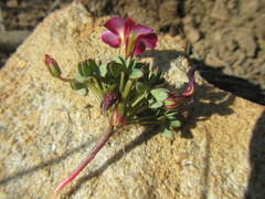 Oxalis heterophylla
