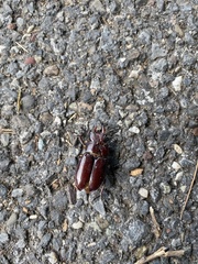 Lucanus capreolus