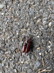 Lucanus capreolus