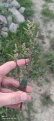 Chenopodium betaceum