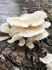 Pleurocybella porrigens