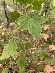 Ribes americanum