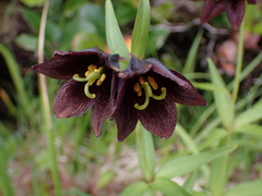 Fritillaria camschatcensis