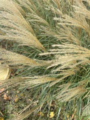 Miscanthus