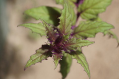 Gynura aurantiaca