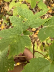 Ribes americanum