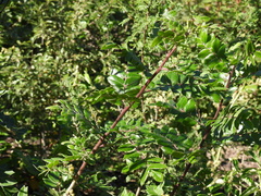 Quercus canbyi