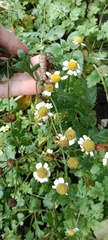 Tanacetum parthenium