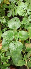 Lamium maculatum