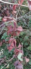 Parthenocissus inserta