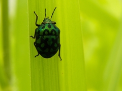 Orsilochides variabilis