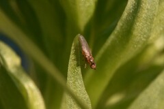 Meromyza