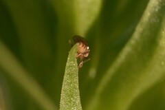 Meromyza