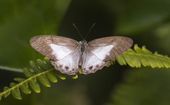 Euptychiina