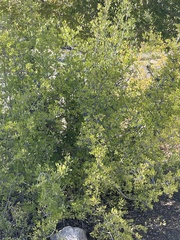 Forestiera pubescens