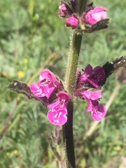 Stachys grandidentata