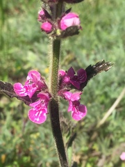 Stachys grandidentata