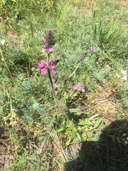 Stachys grandidentata