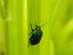 Orsilochides variabilis