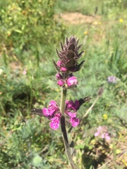 Stachys grandidentata