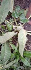 Stachys byzantina