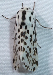 Hypercompe permaculata