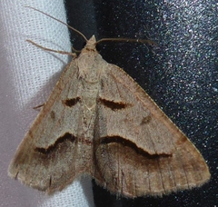 Digrammia subminiata