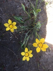 Sisyrinchium graminifolium