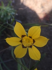 Sisyrinchium graminifolium