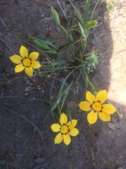 Sisyrinchium graminifolium
