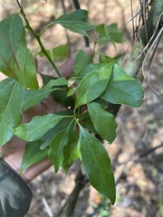 Cinnamomum camphora