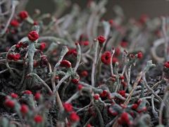 Cladonia