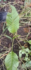 Rumex patientia