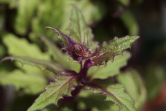 Gynura aurantiaca